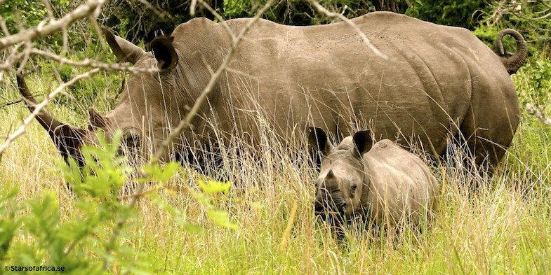 CONSERVATION_Rhinos without Borders 2 starsofafricase__1428420564_83.248.209.213